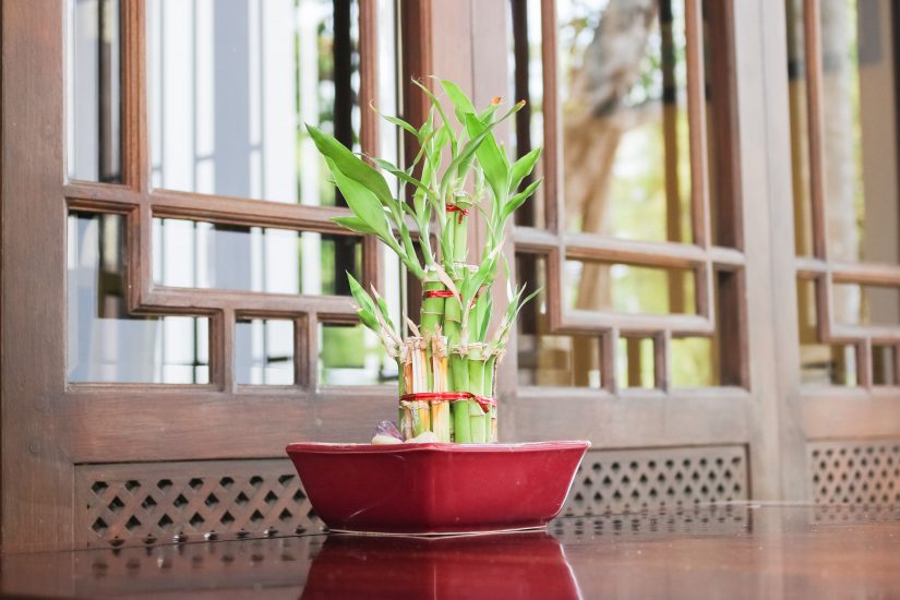 Lucky bamboo in a pot