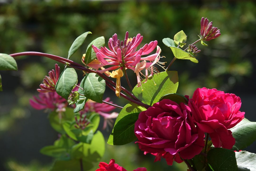 How to Prepare for Rose Bloom Season