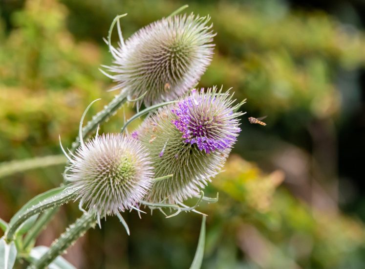 Teasel flowers growing outside.