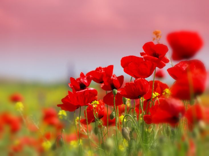 Red poppy flowers growing in a field