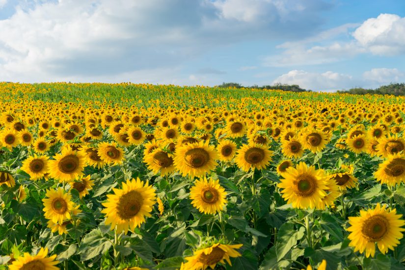 Leo Birth Flower: Sunflowers Info & Meaning | Bouqs Blog