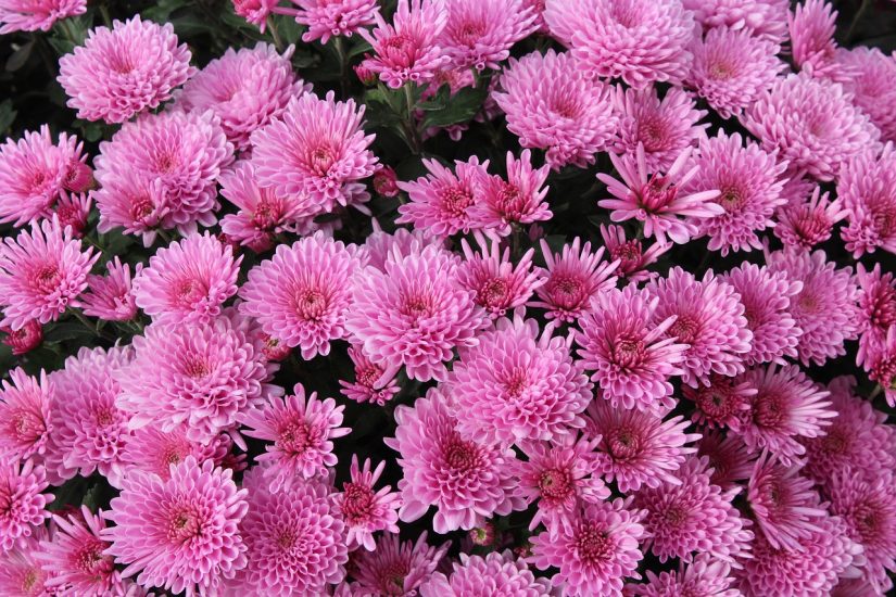 Pink chrysanthemums growing in a bunch outside