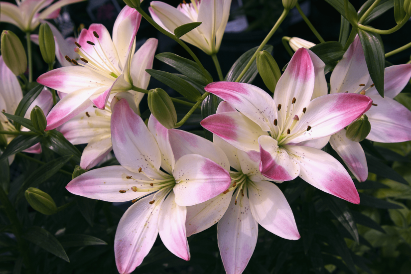 White and pink lilies growing outside