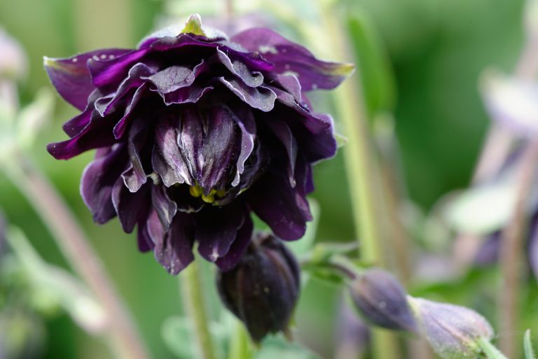 Spooky Bramble Roses 13+ Best Spooky Flowers for Halloween | Bouqs Blog