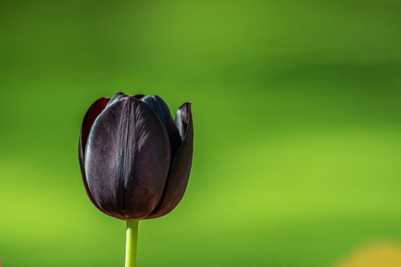 Close-up of a black tulip flower among a green background