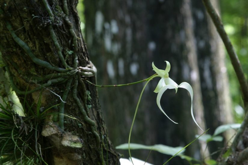 Ghost orchid growing outside amongst a tree trunk.