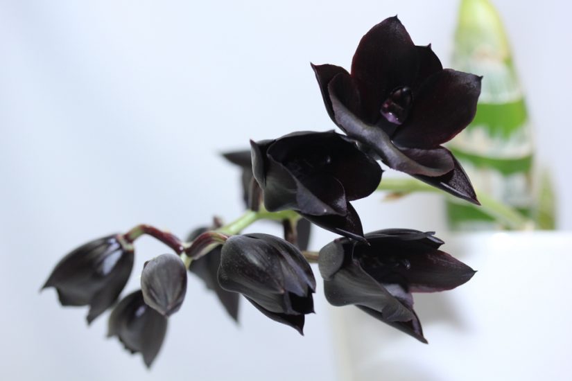 black orchid flowers on a white background