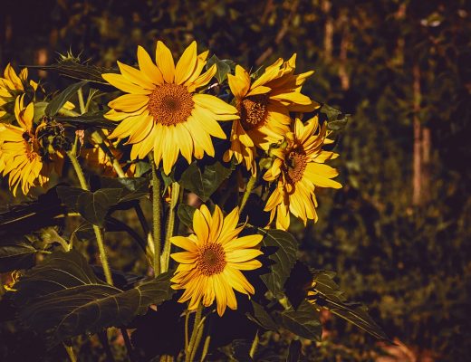 Sunflowers growing outside