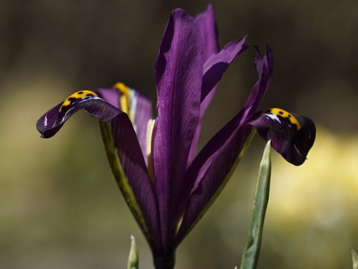 Close-up of violet reticulated iris