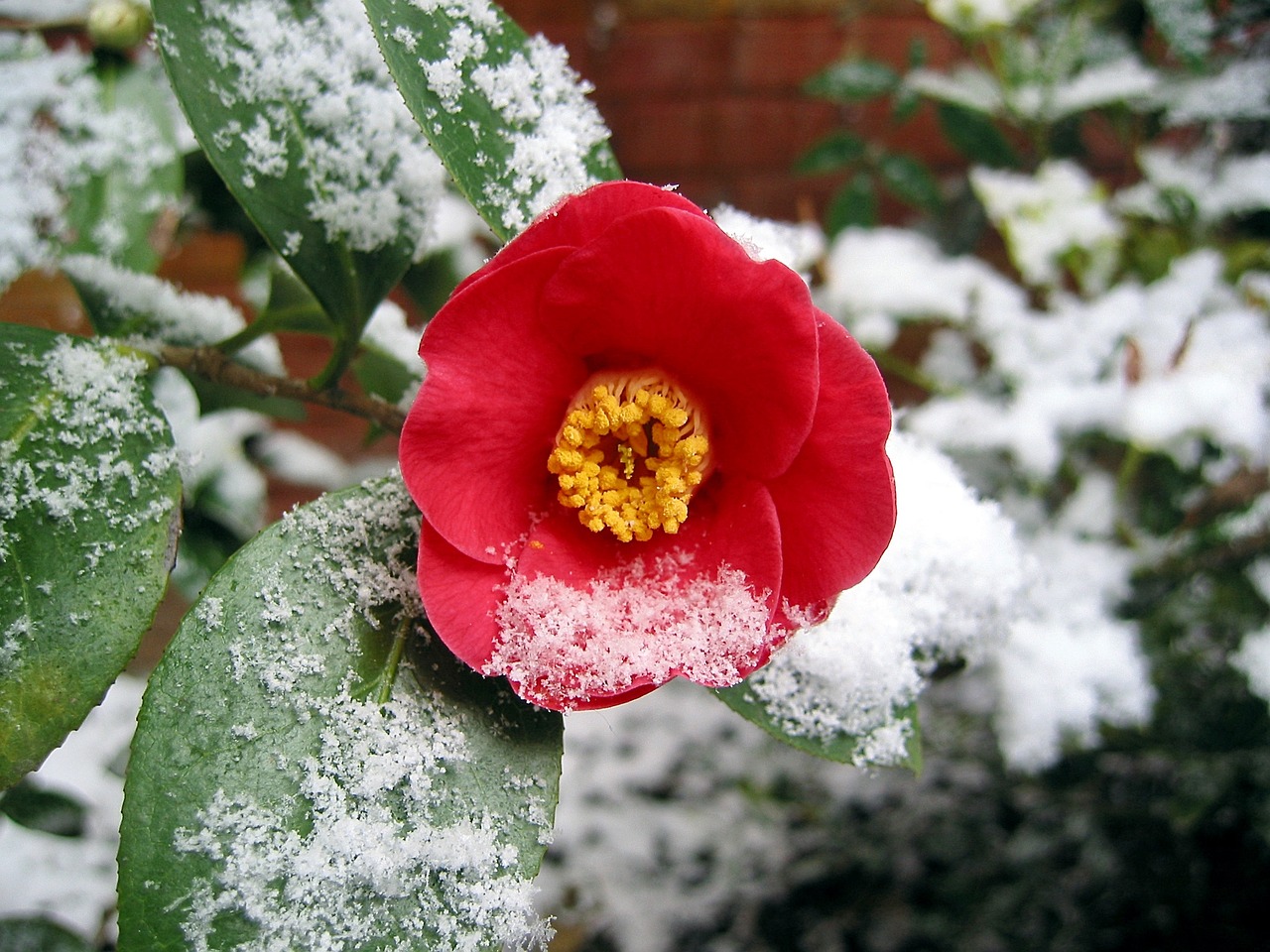 22 Best Winter Flowers for the Garden Bouqs Blog