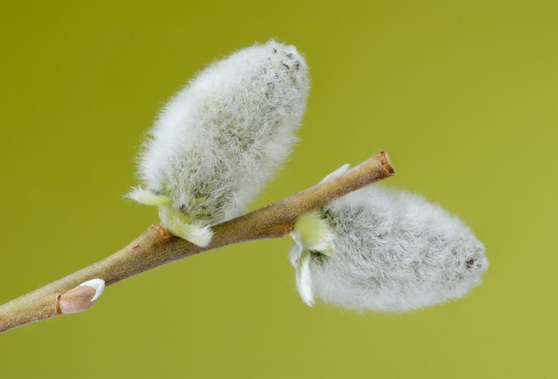 Close-up of pussy willow branch