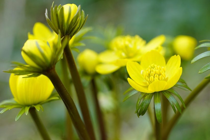 Winter aconite flowers growing outside