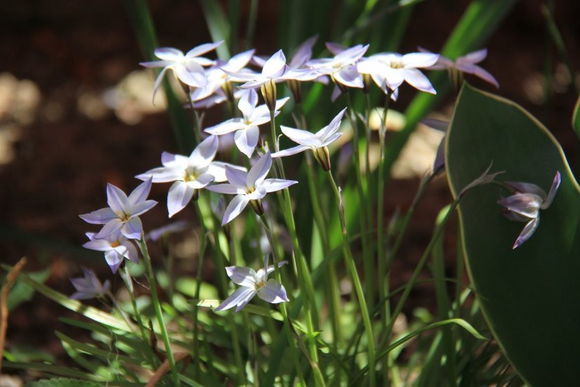 Ipheion flowers growing outside