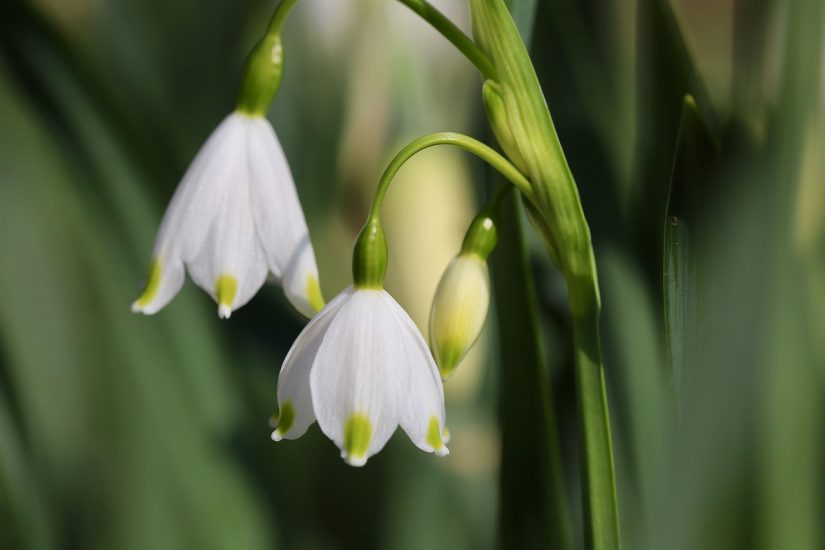 Close-up of white leucojum flowers