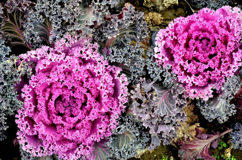 Ornamental cabbage growing outside