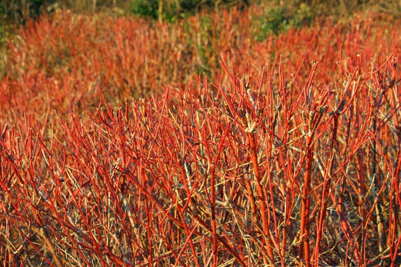 Bushes of red twig dogwood growing outside