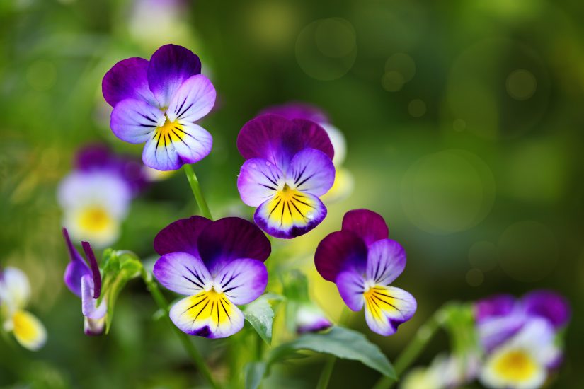 Violet and yellow pansy flowers growing in a field