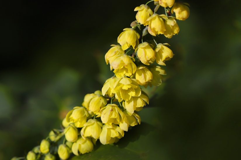 Yellow mahonias flowering outside