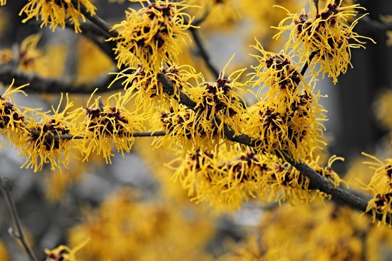 Spring Hazel 37 Best Spring Flowers: Images & Planting Info | Bouqs Blog
