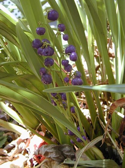 Violet dianella sandwicensis flowers growing on a plant