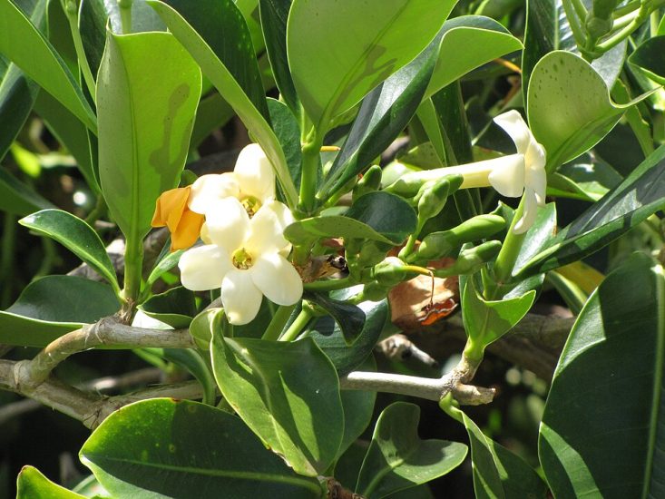 White fagraea berteroana flowers growing outside