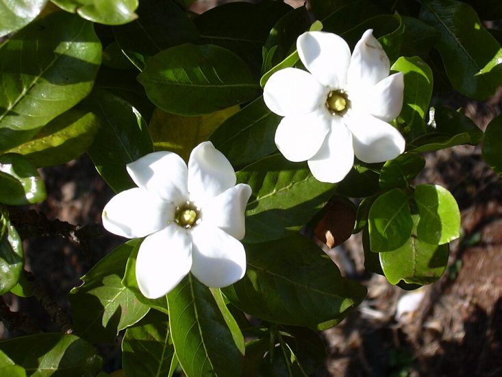 Two white nanu flowers growing outside