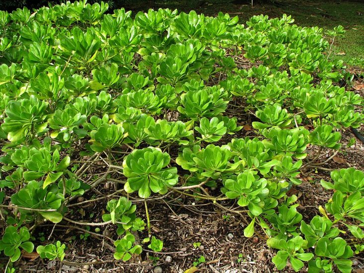 Beach naupaka growing natively in Hawaii