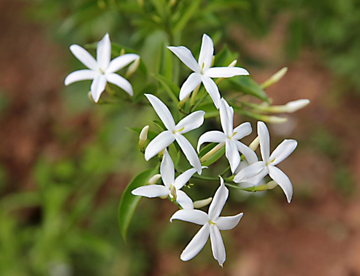 Cluster of white pikake flowers growing outside