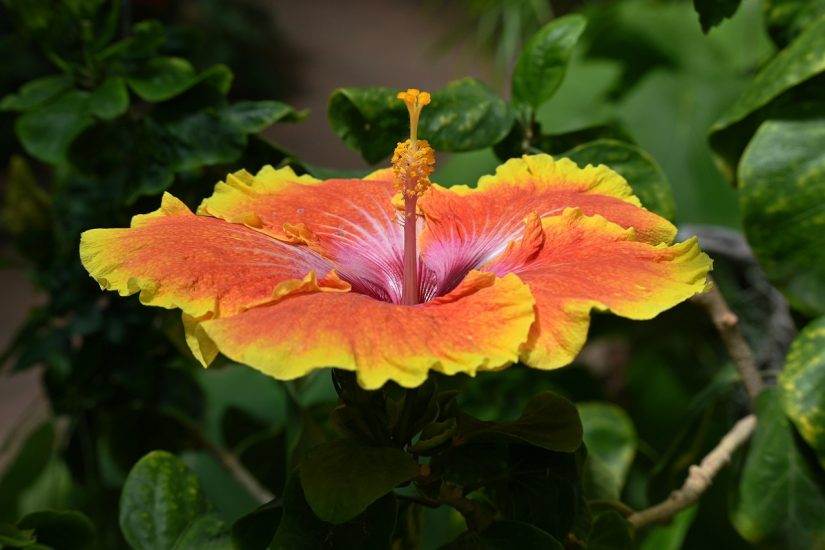 Close-up of a multi-colored tropical hibiscus flower