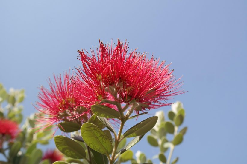 'Ohi'a lehua blooming against a blue sky.