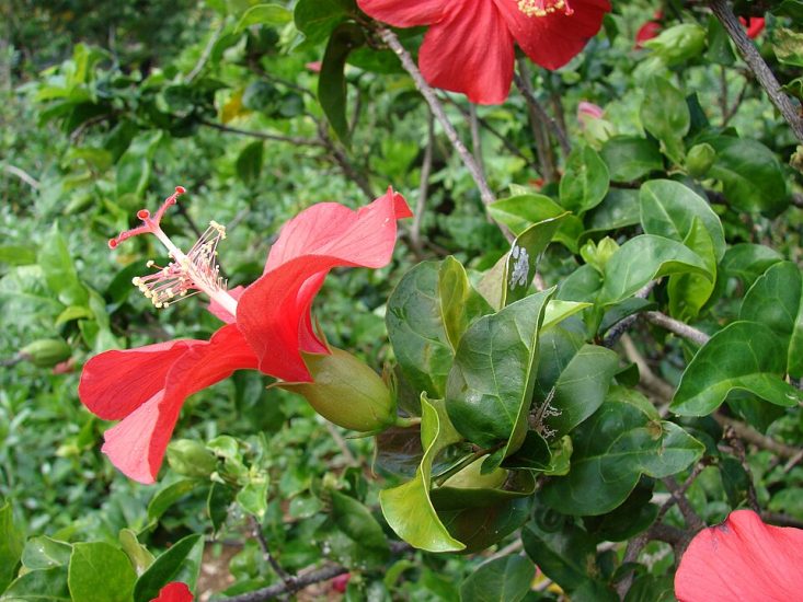 Close-up of scarlet hibiscus kokio flowers growing outisde