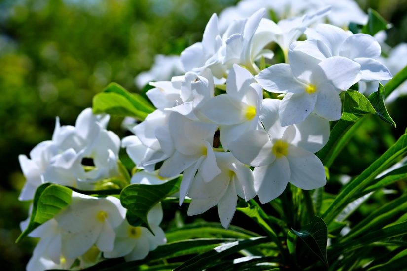 A cluster of white plumeria flowers growing outside