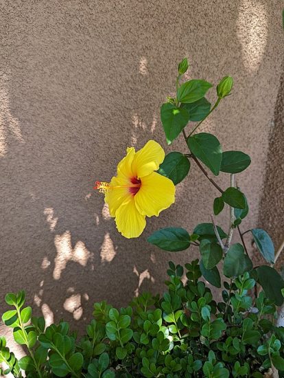 A single native yellow hibiscus growing up against a wall.