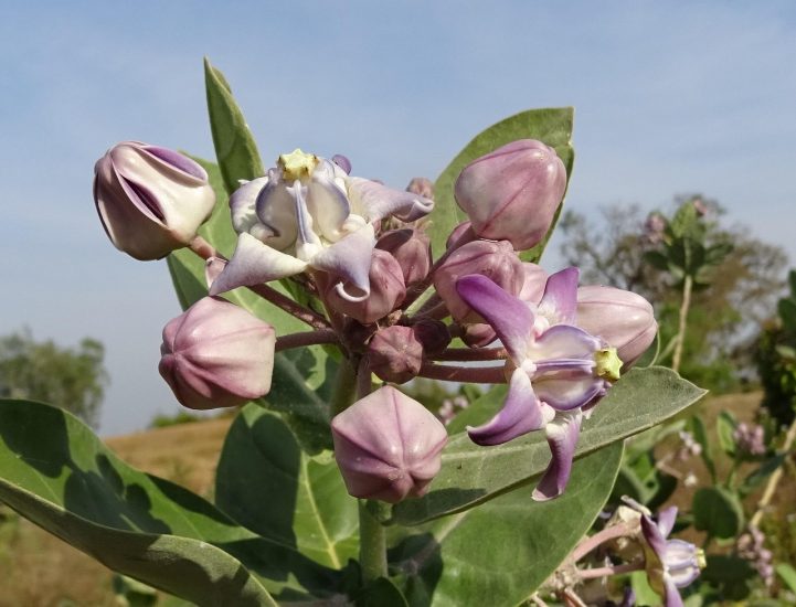 Close-up of white-violet crown flowers growing outside