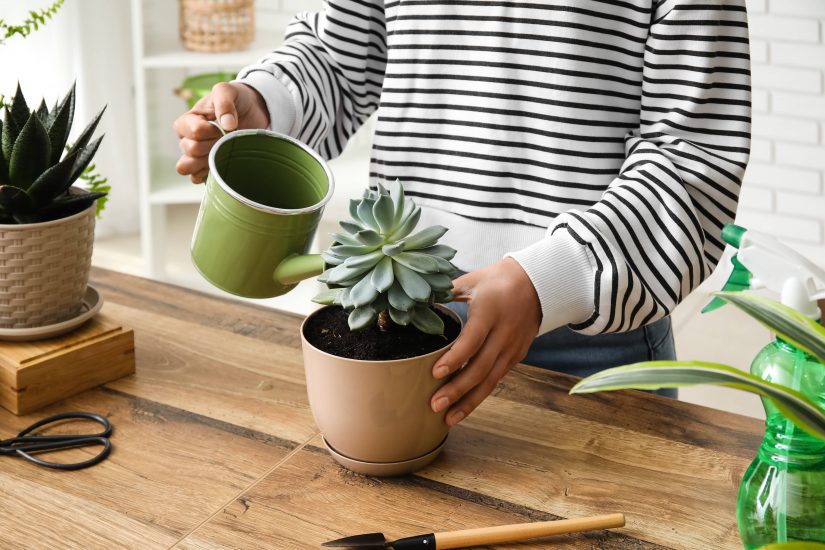 Person watering a freshly-potted succulent plant