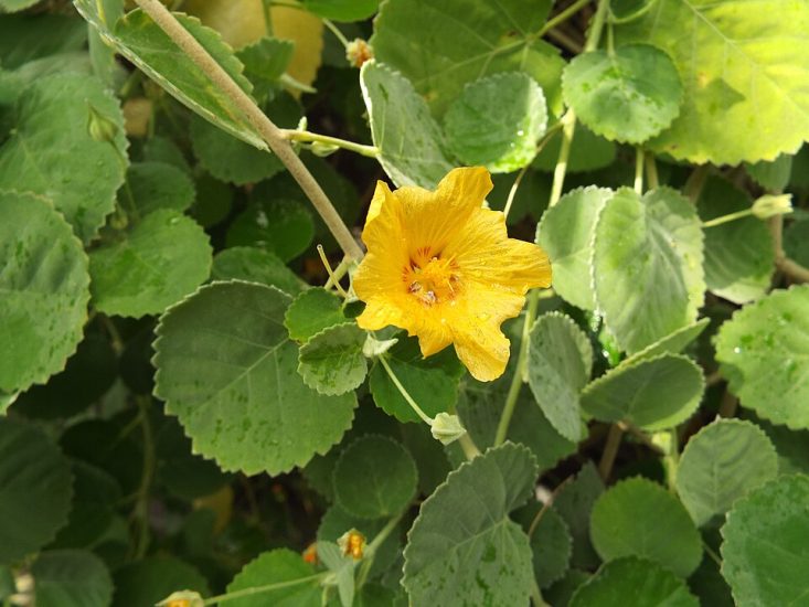 A single yellow 'ilima flower growing outside