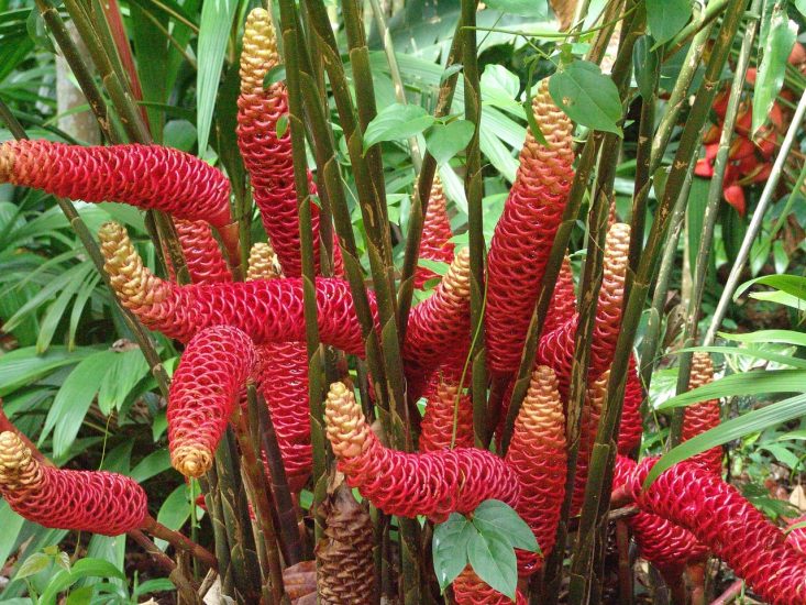 Red beehive ginger growing outside
