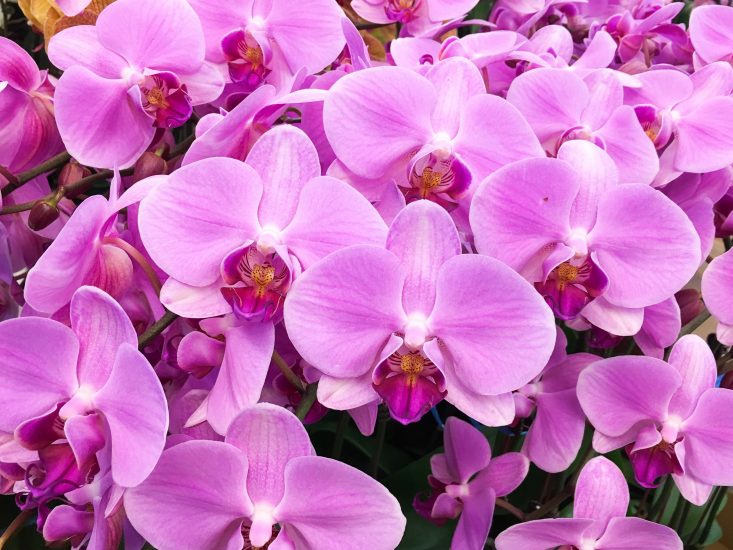 Rows of pink-violet orchid flowers growing outside