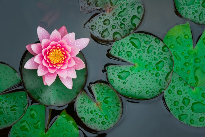 Overhead view of lily pads and a pink water lily growing atop one.