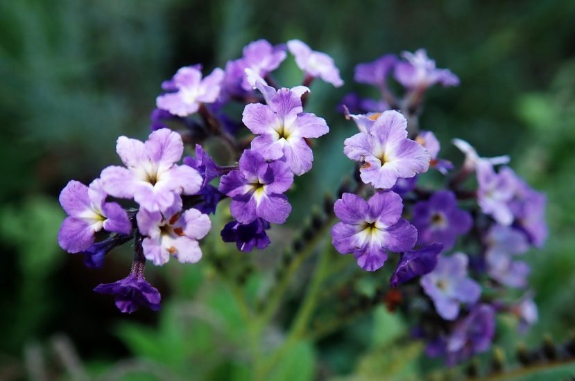 Purple heliotrope flowers growing outside