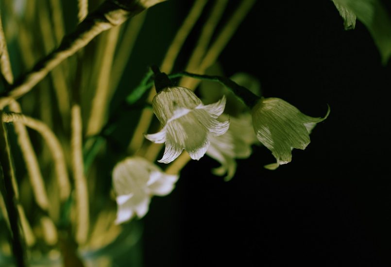 Lily of the valley flowers growing outside