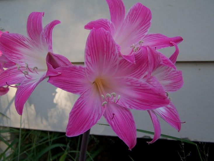 Pink naked lady flowers