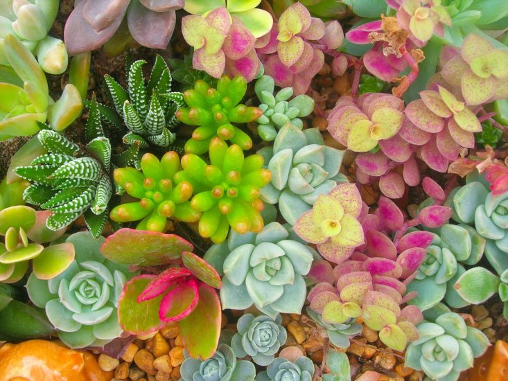 A mix of succulent plants from an overview perspective.