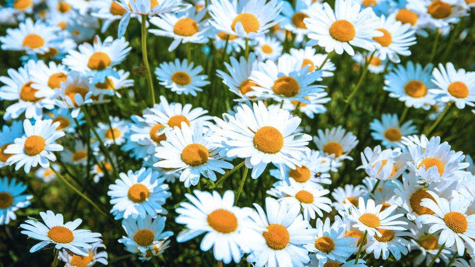 A field of stunning white daisy flowers