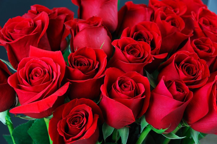 Close-up of classic red roses