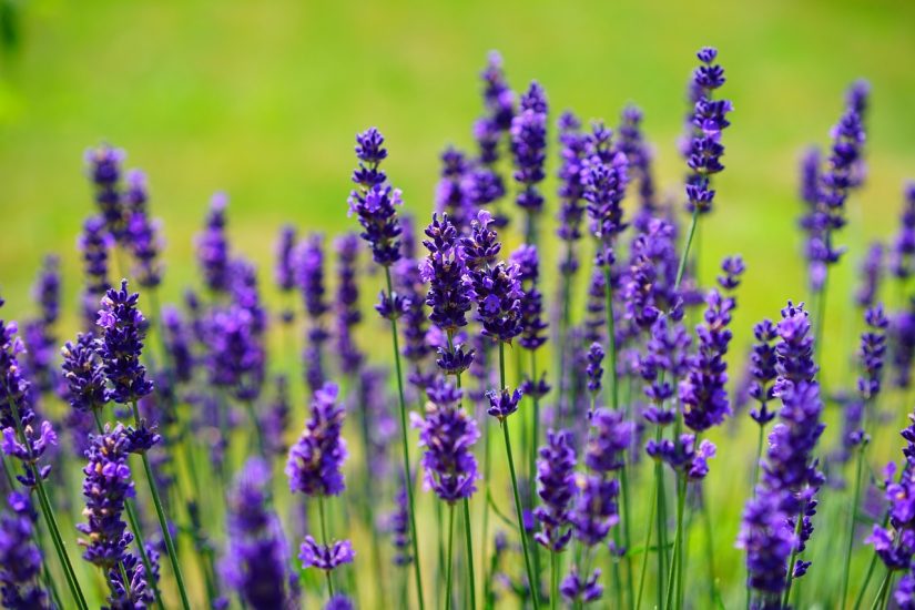 Lavender flowers growing outside