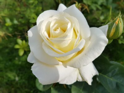 White Roses Variants 20 Varieties of White Flowers: Types & Images | Bouqs Blog