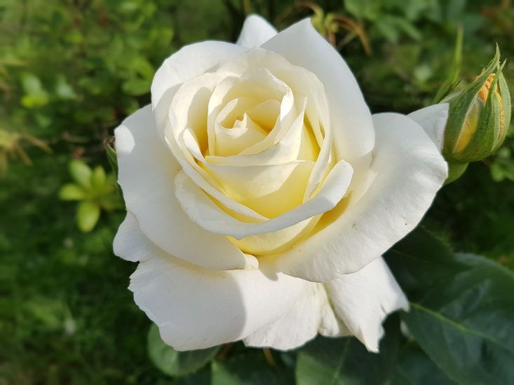 Close-up of white rose blooming outside