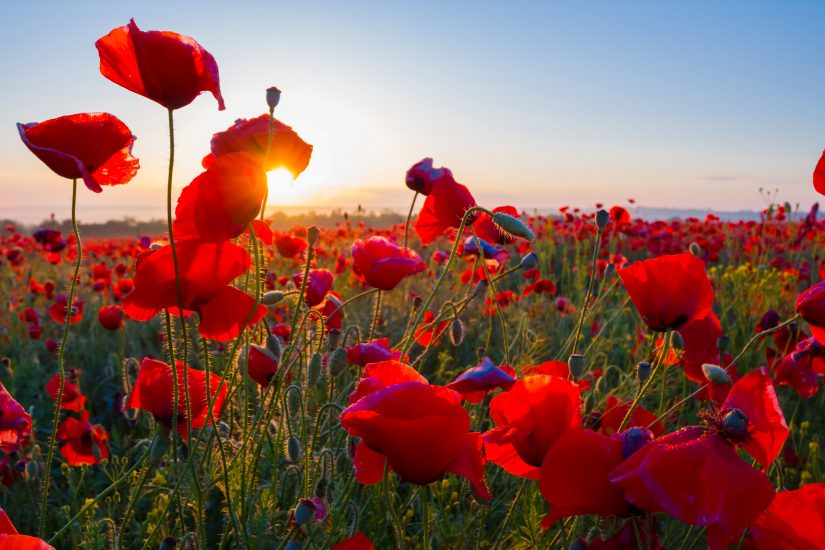 Field of red poppies at sunrise