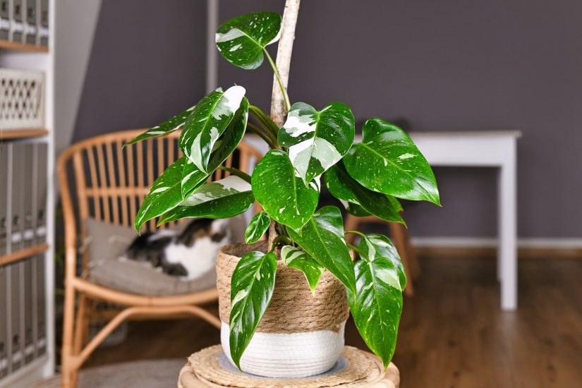 Philodendron plant inside on a table in a pot